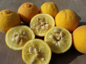 citronovník trojlisty_poncirus trifoliata_09